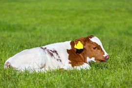Variegated calf lying in green meadow by Ben Schonewille