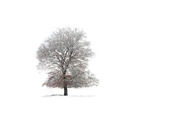 Lonely tree von Ronald van Dijk