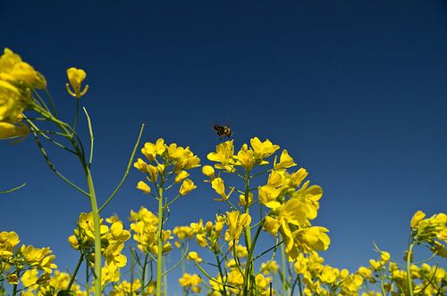 De Bloementjes en de bijtjes