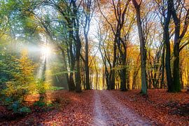 Speulderbos herfst ochtend licht sur Dennis van de Water