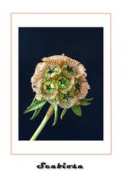 Scabiosa by Yvonne Smits