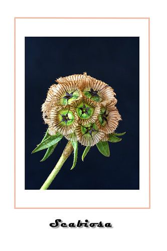 Scabiosa