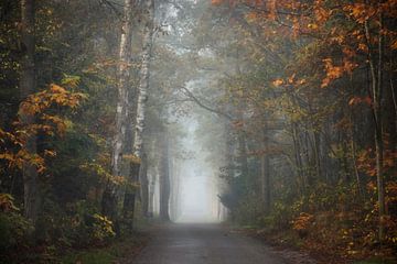 Le chemin des souvenirs en automne