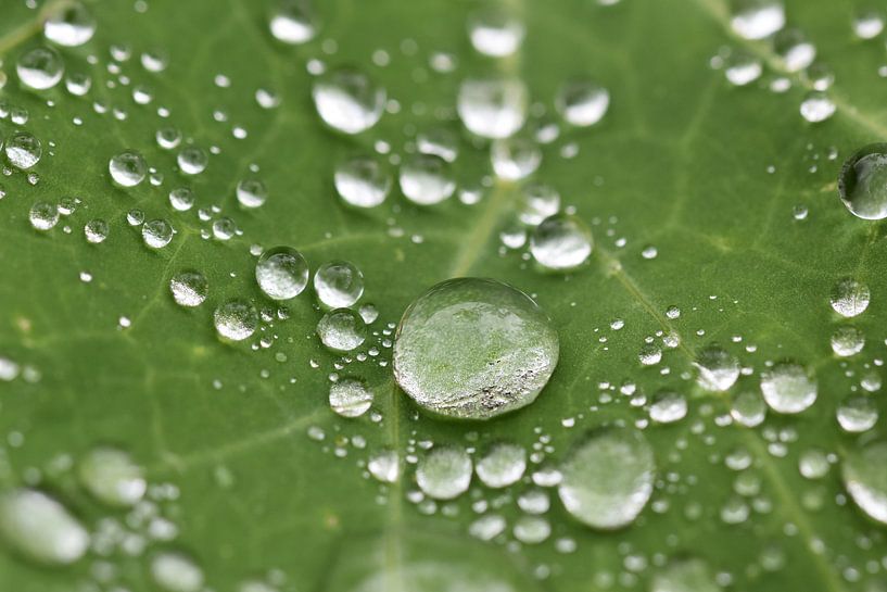 Raindrops by Karin Verweij