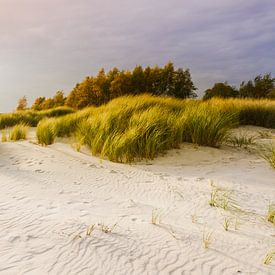 Stranddünen im Licht von Ursula Reins