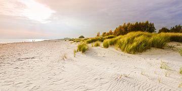 Dunes de sable en lumière sur Ursula Reins