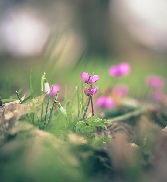 flowers part 241 by Tania Perneel