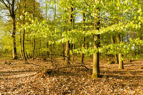 Lentegroen in het bos