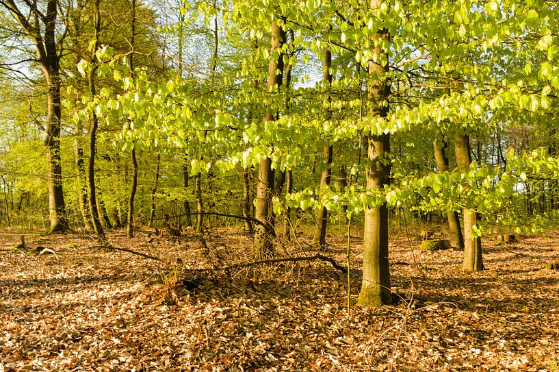 Lentegroen in het bos von Tony Buijse
