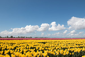 ein gelbes Tulpenfeld mit violetten Tulpen im Hintergrund