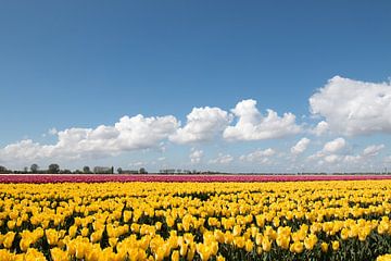 ein gelbes Tulpenfeld mit violetten Tulpen im Hintergrund von W J Kok