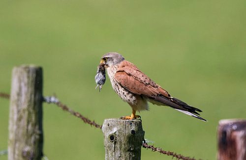 Kestrel avec proie