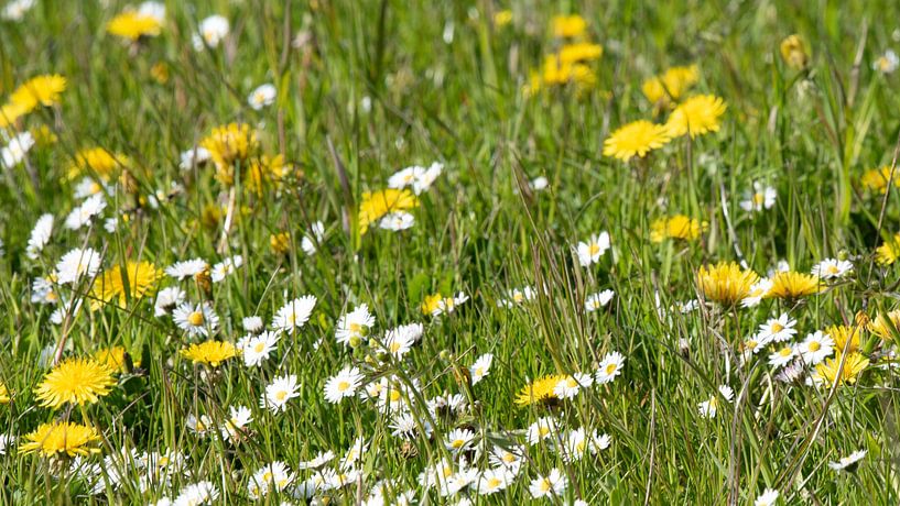 Wild flowerfield by Bart Verdijk