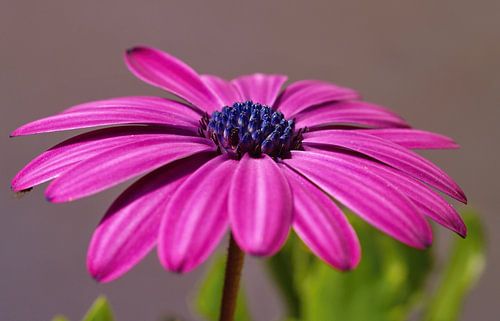 Purple Cape Magerite