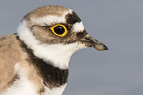 zand in de bek, kleine plevier