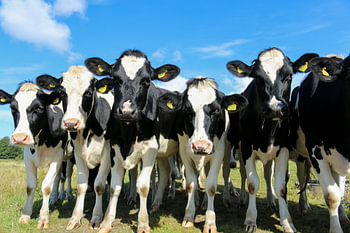 Vaches en rang