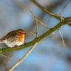 Robins van Kurt Krause