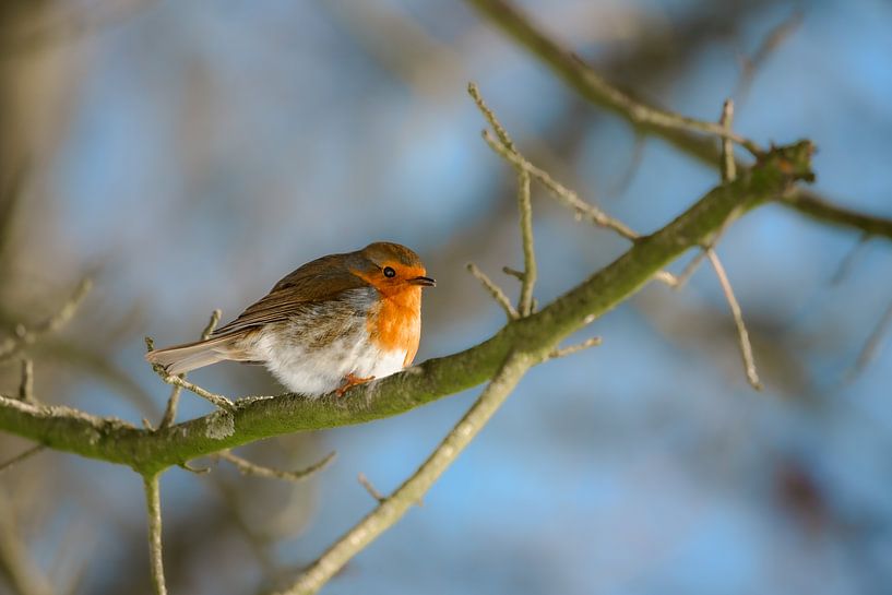 Robins by Kurt Krause