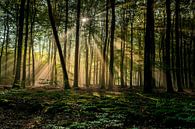 Zonnestralen in bos van Arthur Wolff thumbnail