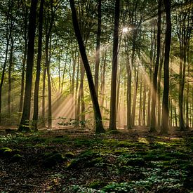 Sunbeams in forest by Arthur Wolff