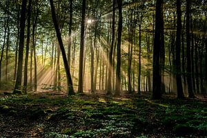 Sonnenstrahlen im Wald von Arthur Wolff