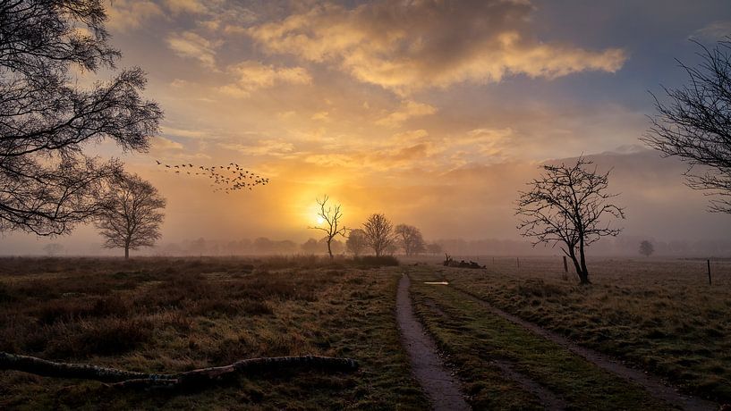 A flock of wild geese by Anneke Hooijer