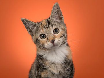 Kätzchen-Portrait in Orange von Elles Rijsdijk