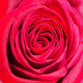 Rote Rose