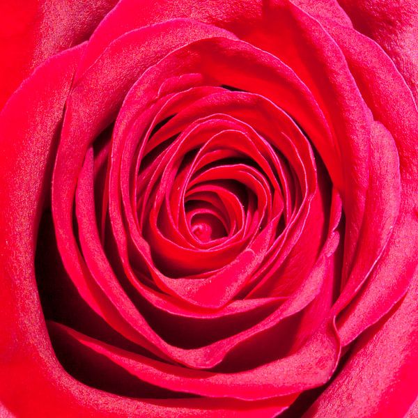 Rote Rose von Gert Hilbink