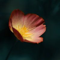 bloem