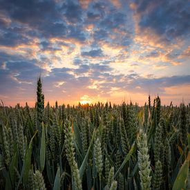 Grain fields at sunrise by Rob Sprenger