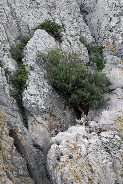 Colony of griffon vultures by Ronald Buitendijk Fotografie