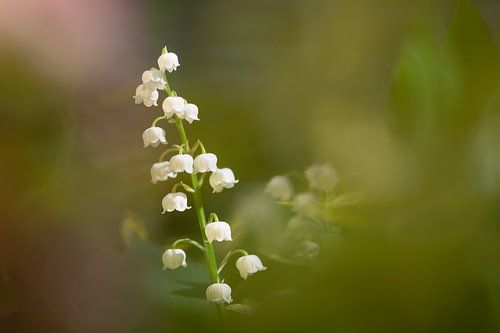 Muguet