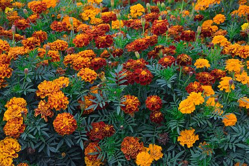 Een veld vol afrikaantjes