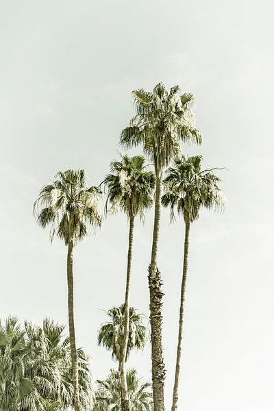 Palmbomen op het strand | Vintage van Melanie Viola