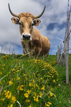 Aubrac  koe in een weiland van Wolbert Erich