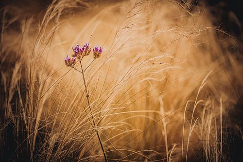 Weerspannige Wildbloem