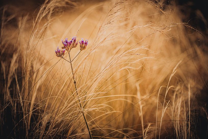 Nature's Little Rebel by Savinci
