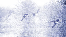 Vol en formation sur SR Blaauw