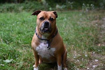 Brown stafford dog sitting in the woods looking into the camera