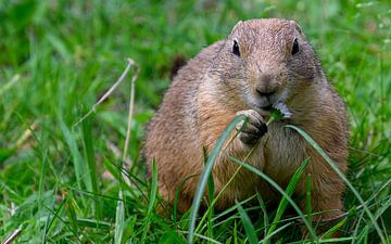 La marmotte mange de la farine sur Tiny Jegerings