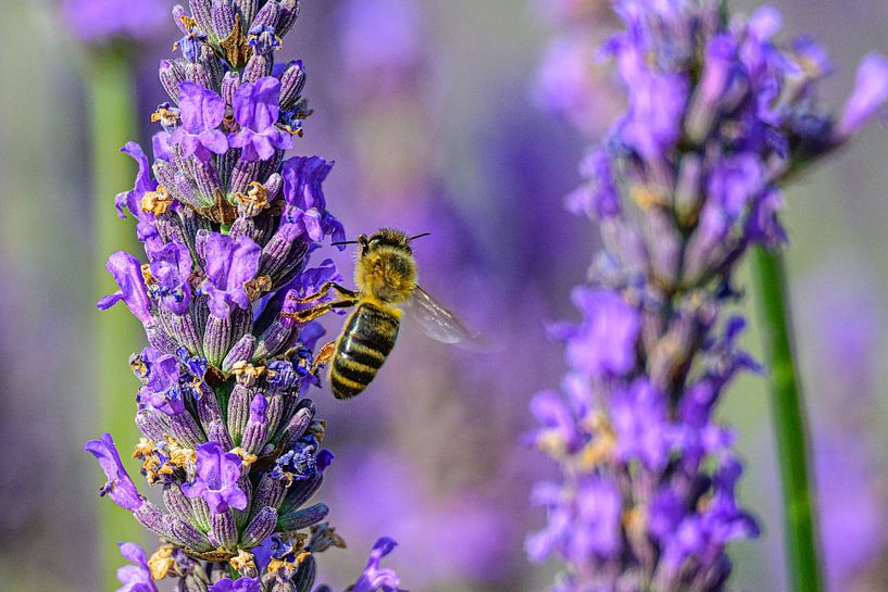Lavender blossoming in the Provence during a summer day by Sjoerd van der Wal Photography