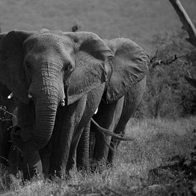 Gruppe von Elefanten, schwarz und weiß. von Niels Jaeqx