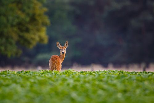 roedeer - buck by Pim Leijen