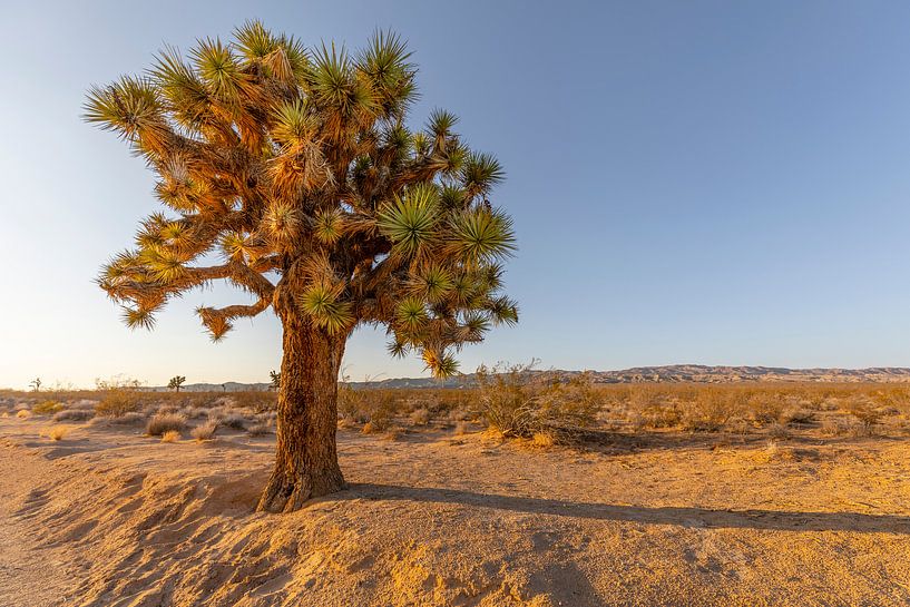 Joshua Tree - Baum in der Wüste von Barstow von Remco Bosshard