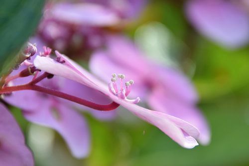 Hortensia in Zomerlicht