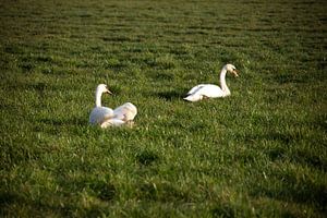 Zwei Schwäne auf einer Wiese im Emsland