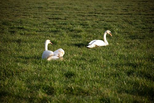 Twee zwanen op een weiland in Emsland