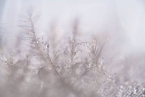 Waterdruppels op een veertje