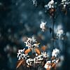 Witte bloemen met een blauwe achtergrond | Bloemen  fotografie art privan AIM52 Shop